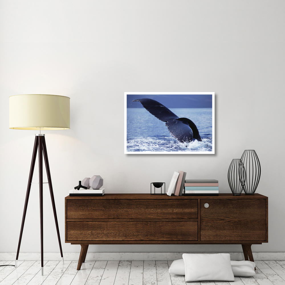 Humpback Whale tail lobs, Maui, Hawaii-Paper Art-38&quotx26"
