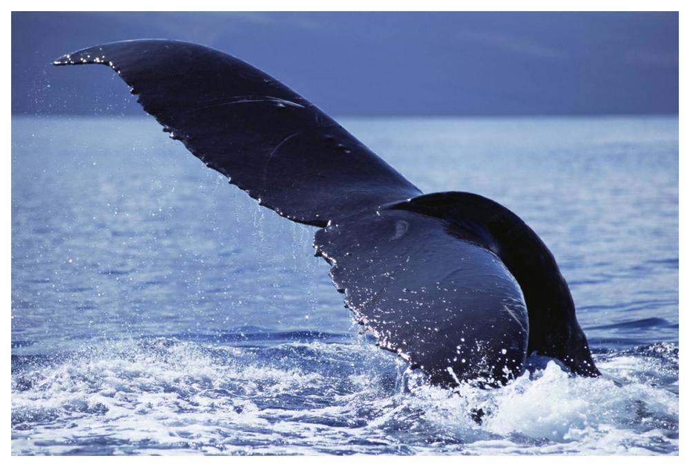 Humpback Whale tail lobs, Maui, Hawaii-Paper Art-62"x42"