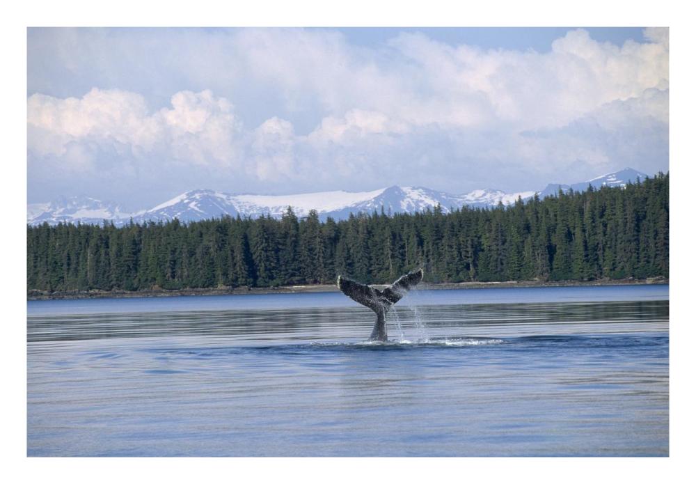 Humpback Whale tail, Southeast Alaska-Paper Art-26"x18"
