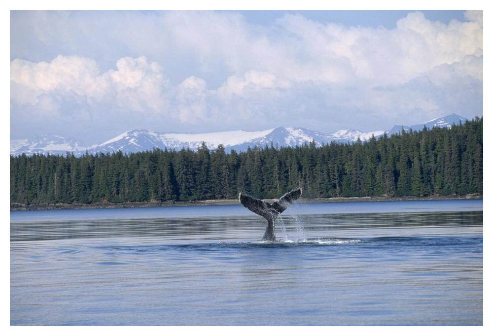 Humpback Whale tail, Southeast Alaska-Paper Art-50"x34"