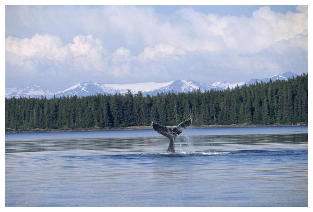 Humpback Whale tail, Southeast Alaska-Paper Art-62"x42"