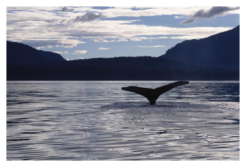 Humpback Whale tail at sunset, Southeast Alaska-Paper Art-20"x14"