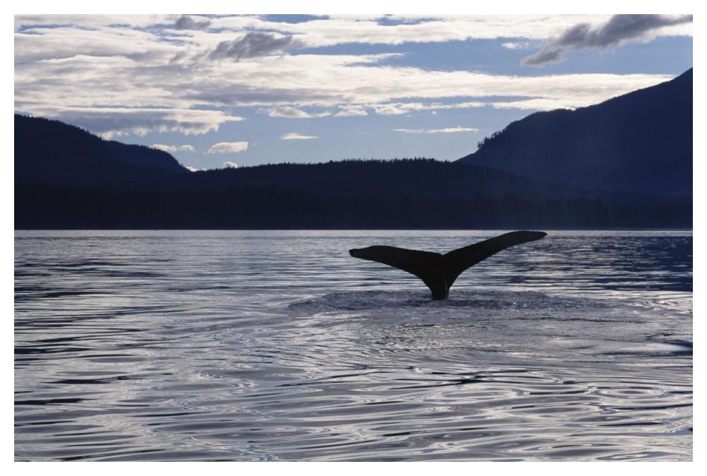 Humpback Whale tail at sunset, Southeast Alaska-Paper Art-50"x34"