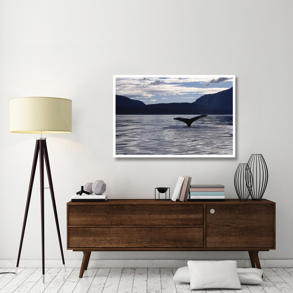 Humpback Whale tail at sunset, Southeast Alaska-Paper Art-50&quotx34"