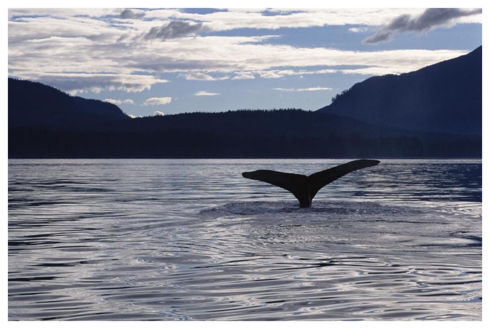 Humpback Whale tail at sunset, Southeast Alaska-Paper Art-62"x42"