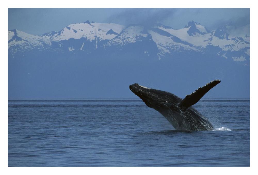 Humpback Whale breaching, southeast Alaska-Paper Art-32"x22"