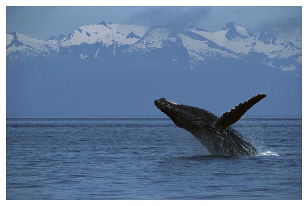 Humpback Whale breaching, southeast Alaska-Paper Art-50"x34"