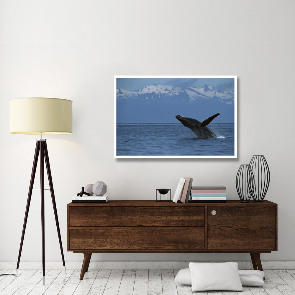 Humpback Whale breaching, southeast Alaska-Paper Art-50&quotx34"