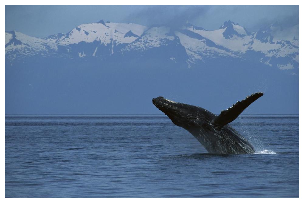 Humpback Whale breaching, southeast Alaska-Paper Art-62"x42"