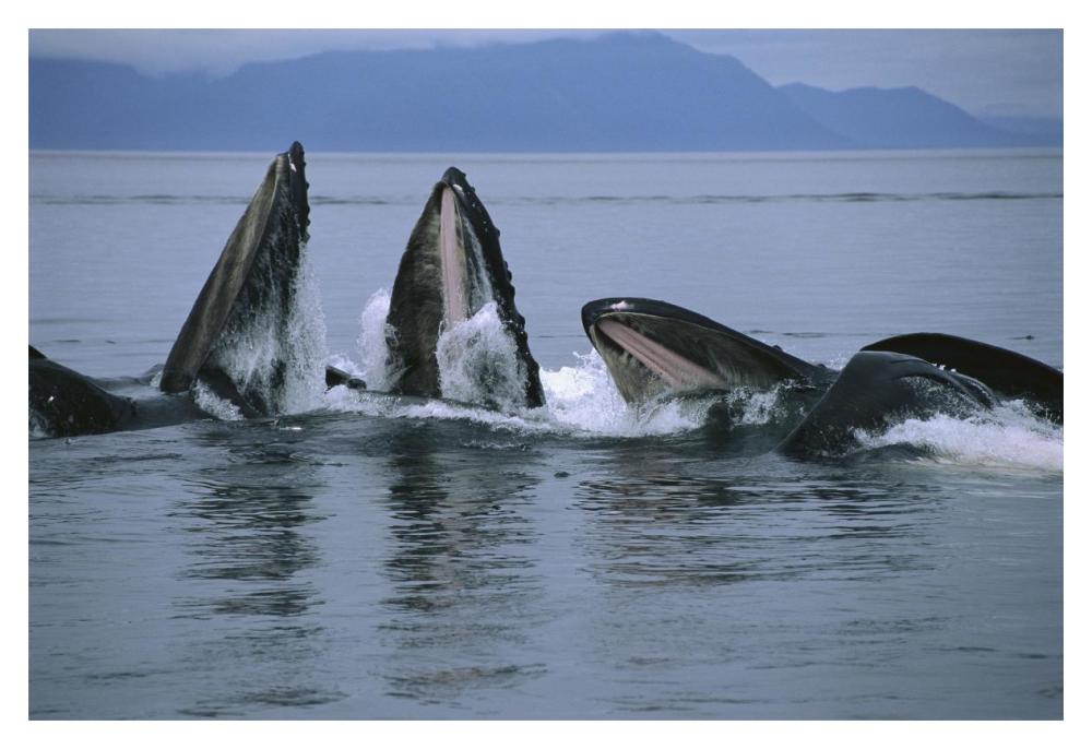 Humpback Whale pod gulp feeding on herring school, southeast Alaska-Paper Art-20"x14"