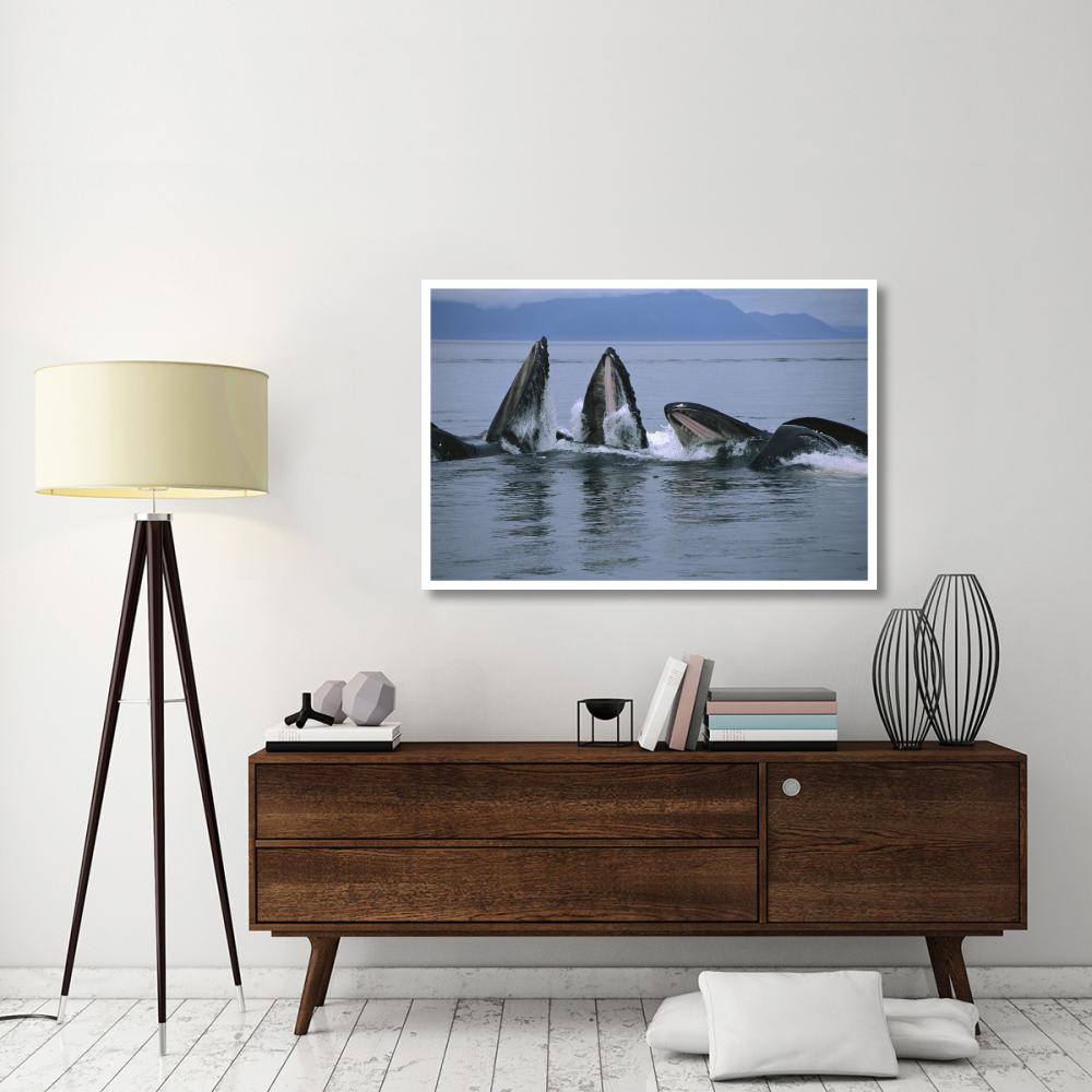 Humpback Whale pod gulp feeding on herring school, southeast Alaska-Paper Art-50&quotx34"