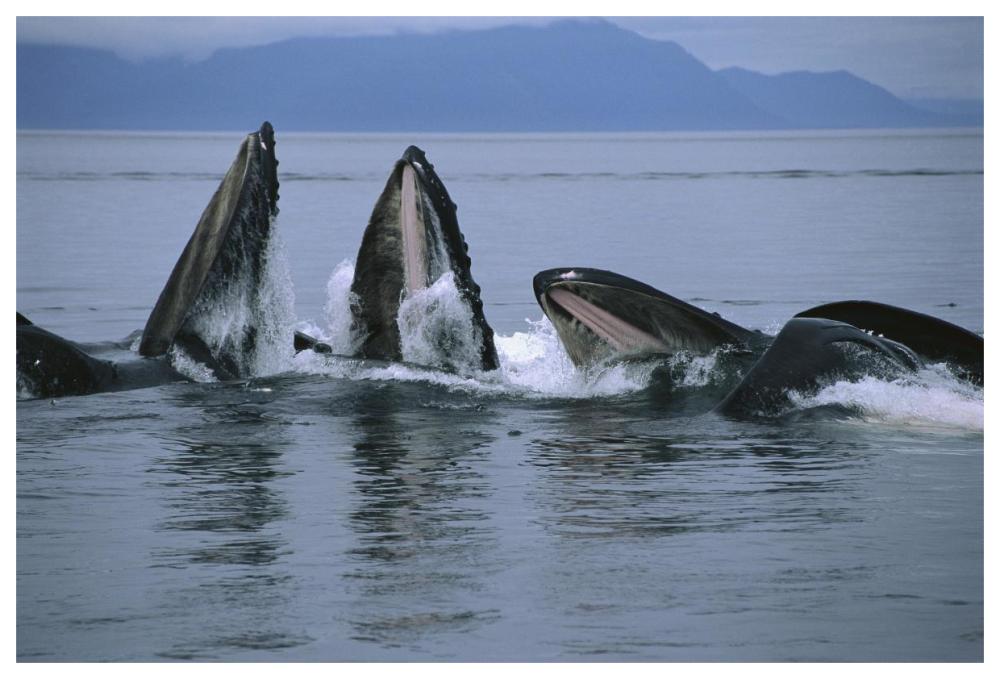 Humpback Whale pod gulp feeding on herring school, southeast Alaska-Paper Art-62"x42"
