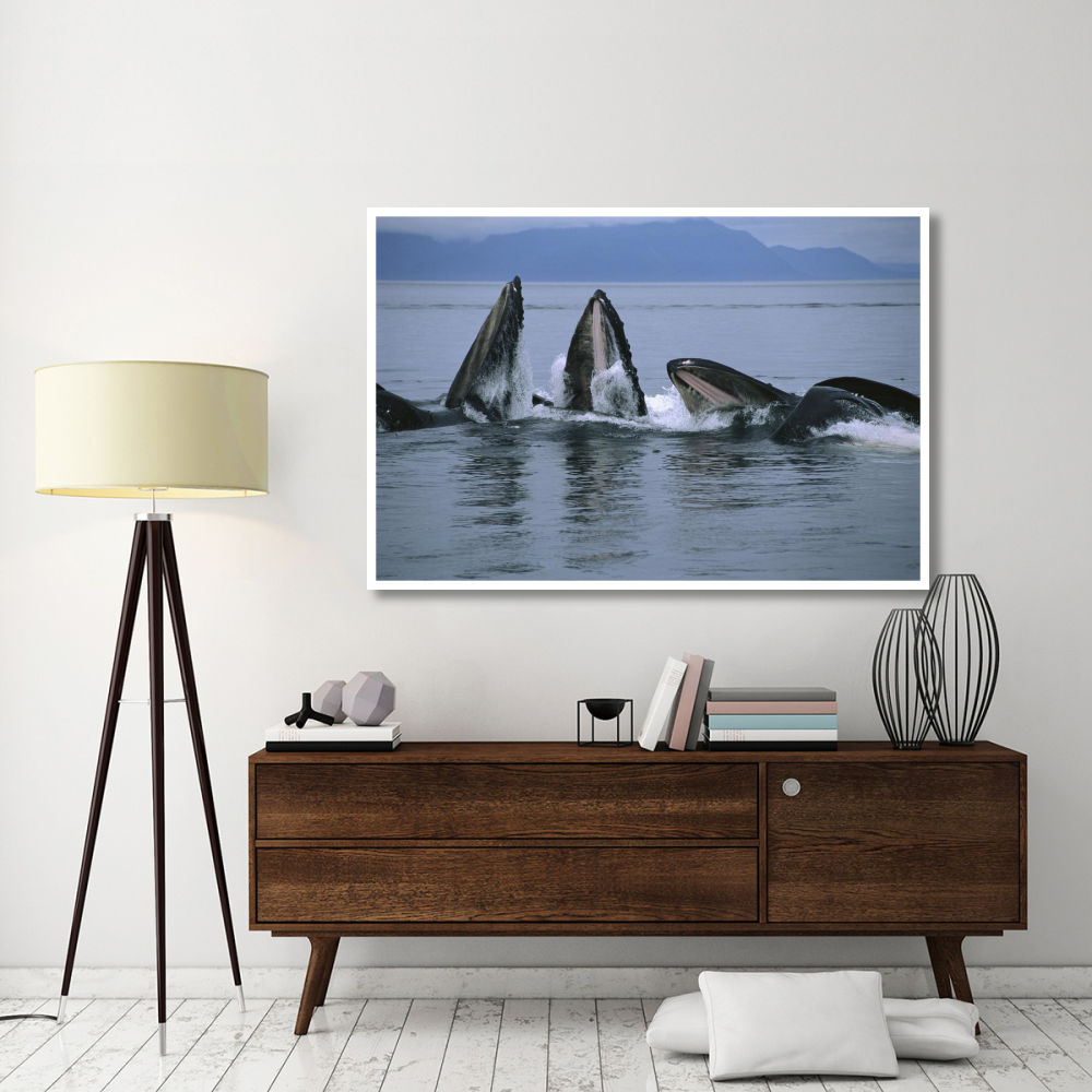 Humpback Whale pod gulp feeding on herring school, southeast Alaska-Paper Art-62&quotx42"