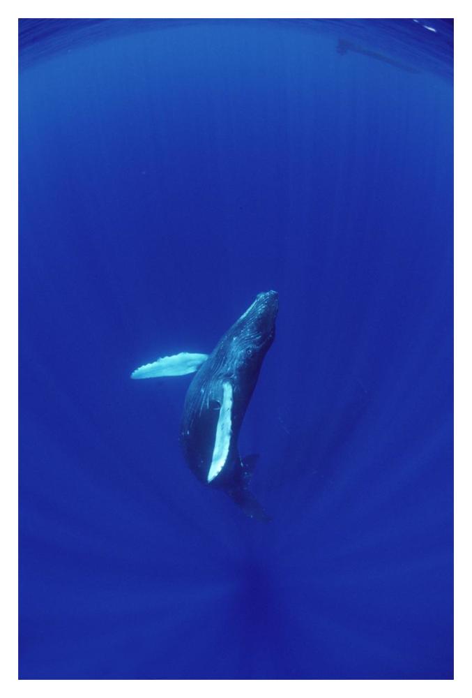 Humpback Whale calf watched by mother, Hawaii-Paper Art-14"x20"