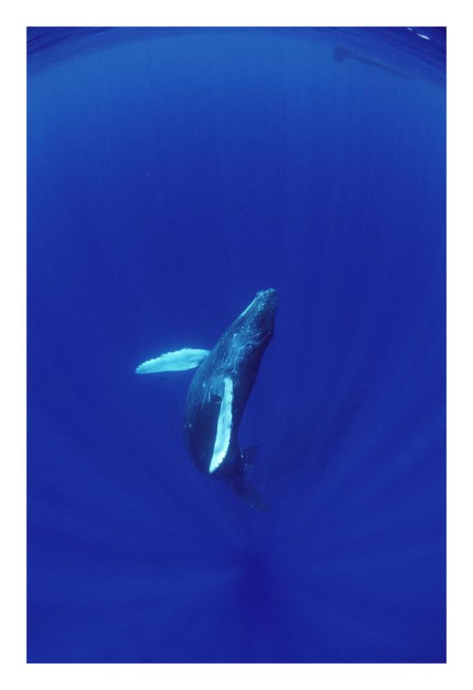 Humpback Whale calf watched by mother, Hawaii-Paper Art-18"x26"