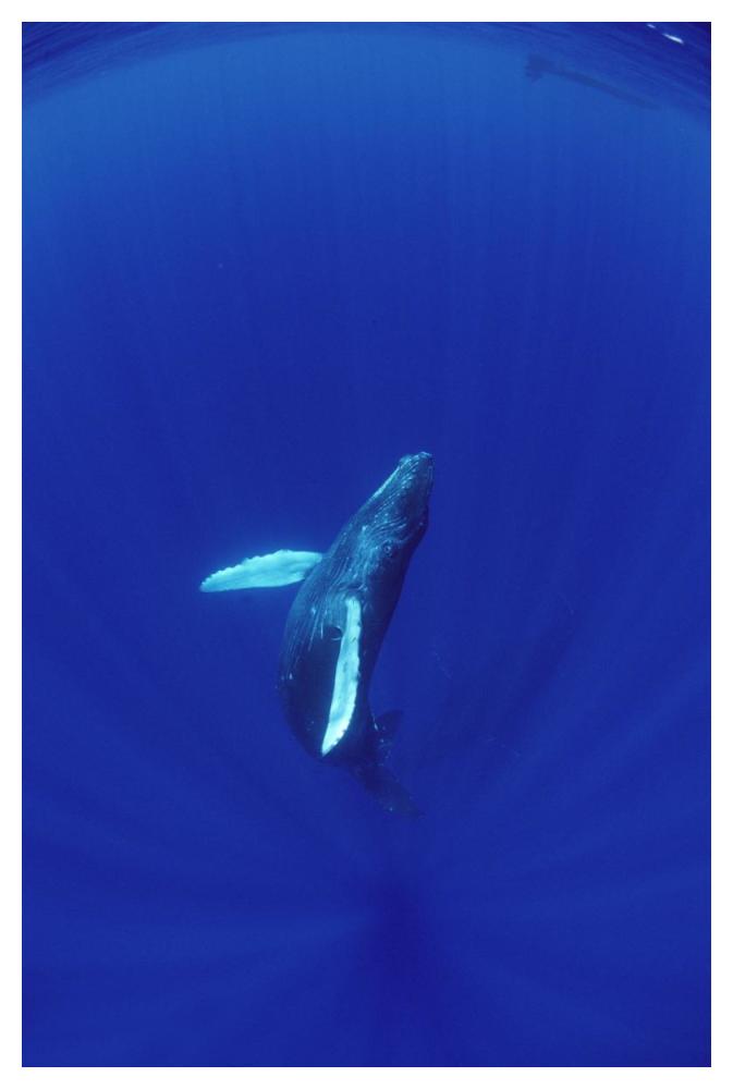 Humpback Whale calf watched by mother, Hawaii-Paper Art-34"x50"