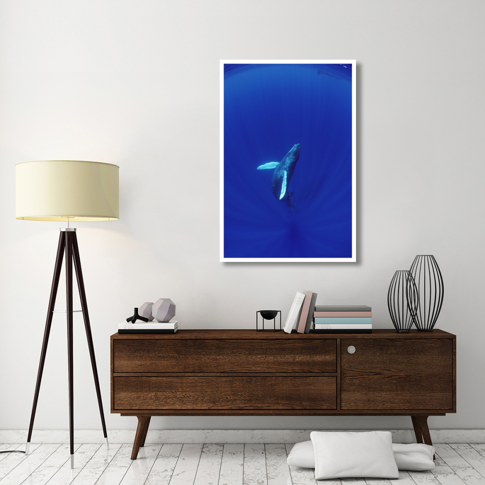 Humpback Whale calf watched by mother, Hawaii-Paper Art-34&quotx50"
