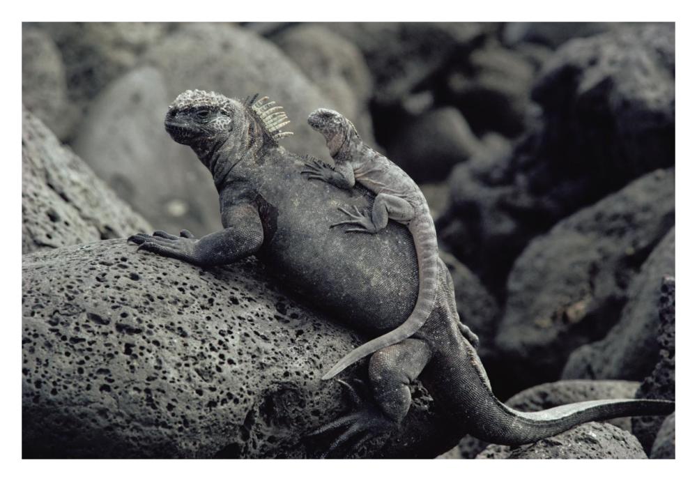 Marine Iguana and juvenile, Galapagos Islands, Ecuador-Paper Art-32"x22"