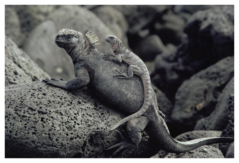 Marine Iguana and juvenile, Galapagos Islands, Ecuador-Paper Art-50"x34"