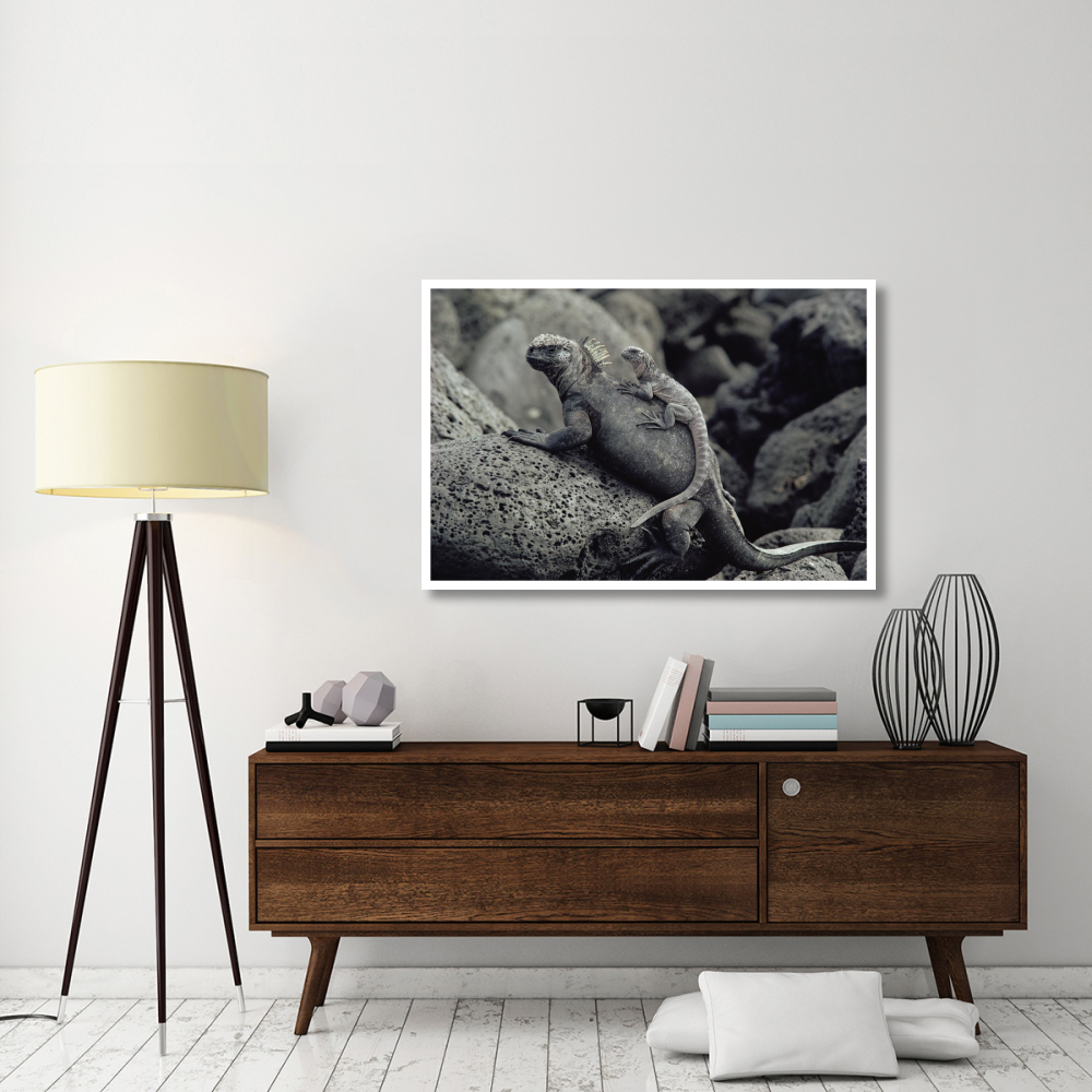Marine Iguana and juvenile, Galapagos Islands, Ecuador-Paper Art-50&quotx34"