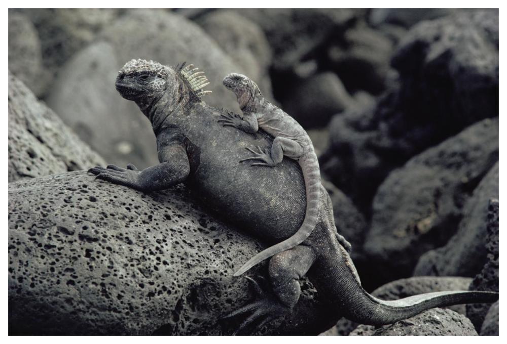 Marine Iguana and juvenile, Galapagos Islands, Ecuador-Paper Art-62"x42"
