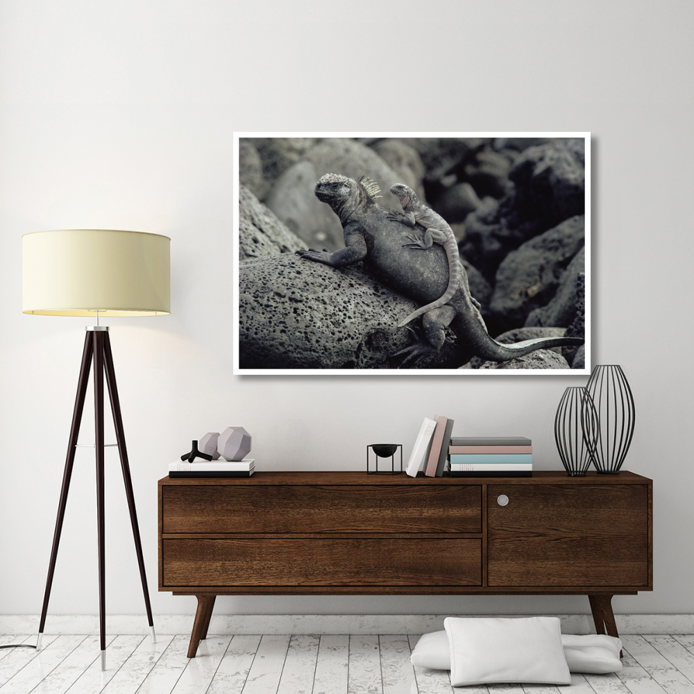 Marine Iguana and juvenile, Galapagos Islands, Ecuador-Paper Art-62&quotx42"