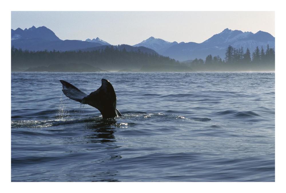 Gray Whale tail, Clayoquot Sound, Vancouver Island, Canada-Paper Art-26"x18"