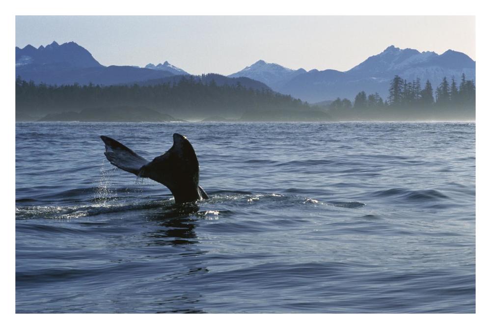 Gray Whale tail, Clayoquot Sound, Vancouver Island, Canada-Paper Art-32"x22"