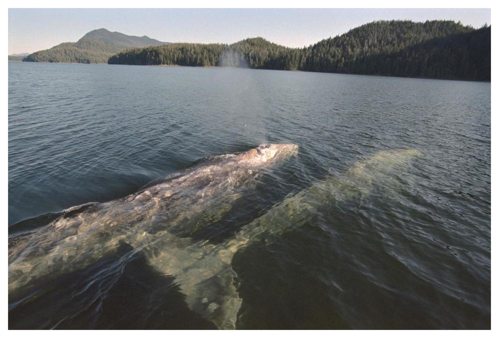Gray Whale surfacing to breathe, Clayoquot Sound, Vancouver Island, Canada-Paper Art-62"x42"