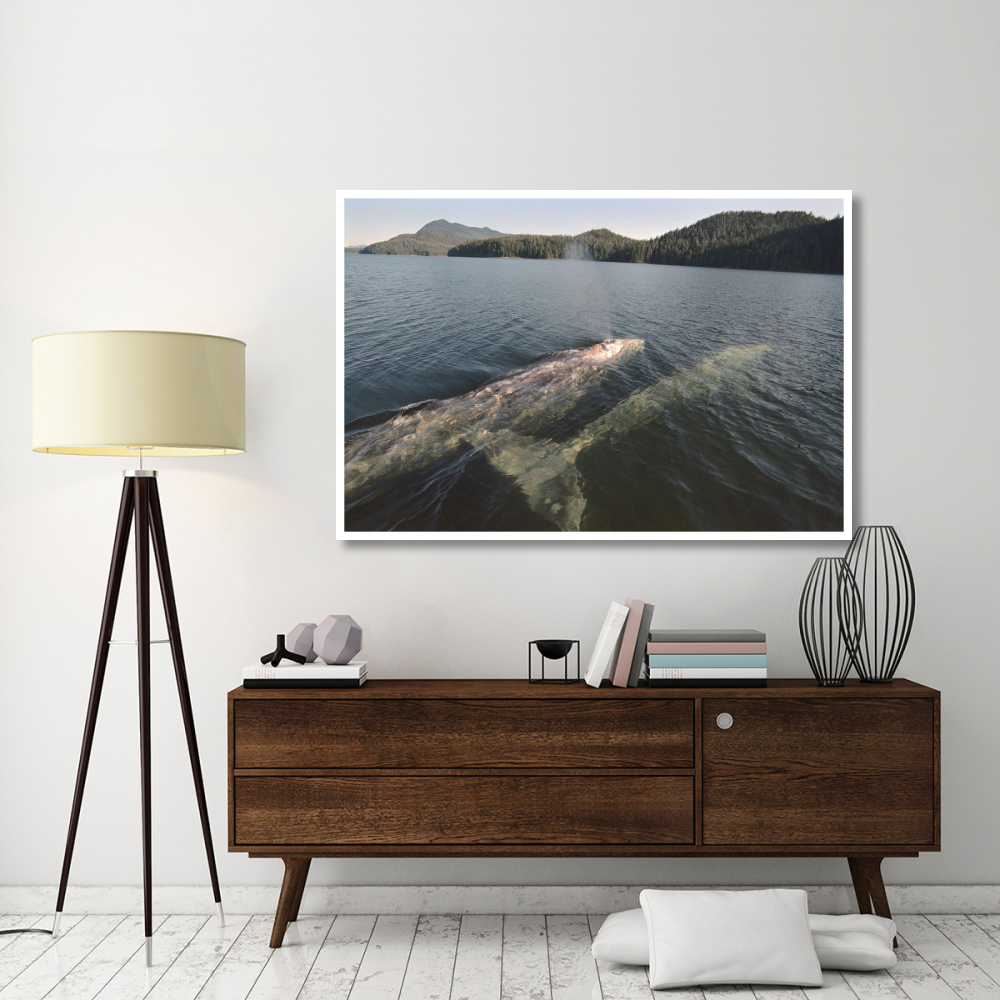 Gray Whale surfacing to breathe, Clayoquot Sound, Vancouver Island, Canada-Paper Art-62&quotx42"