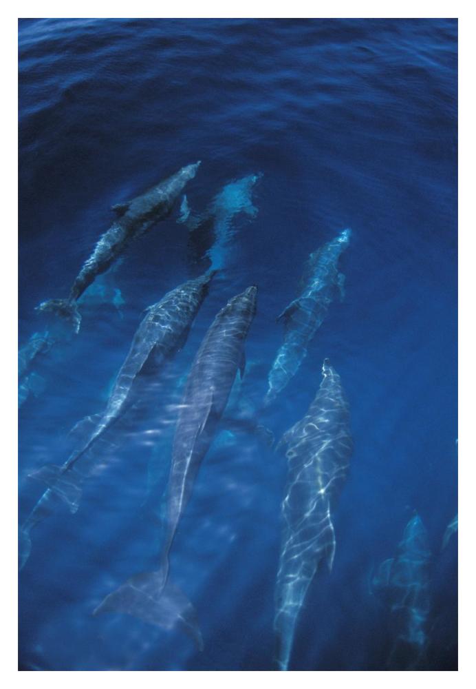 Bottlenose Dolphin pod at ocean's surface, Galapagos Islands, Ecuador-Paper Art-14"x20"
