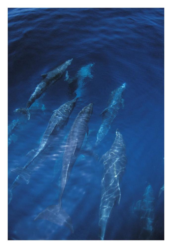 Bottlenose Dolphin pod at ocean's surface, Galapagos Islands, Ecuador-Paper Art-22"x32"
