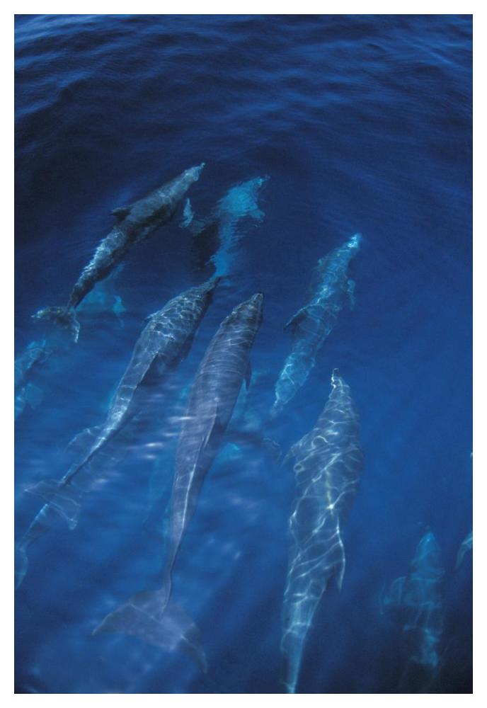 Bottlenose Dolphin pod at ocean's surface, Galapagos Islands, Ecuador-Paper Art-34"x50"