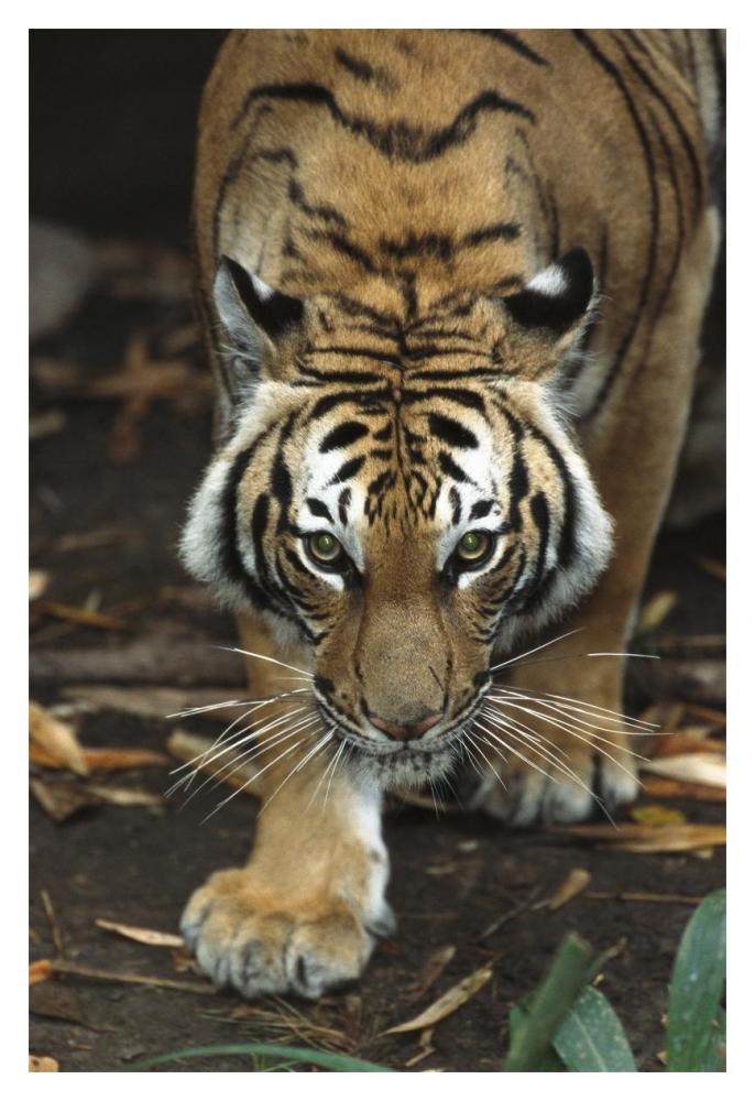 Bengal Tiger approaching, native to India-Paper Art-14"x20"