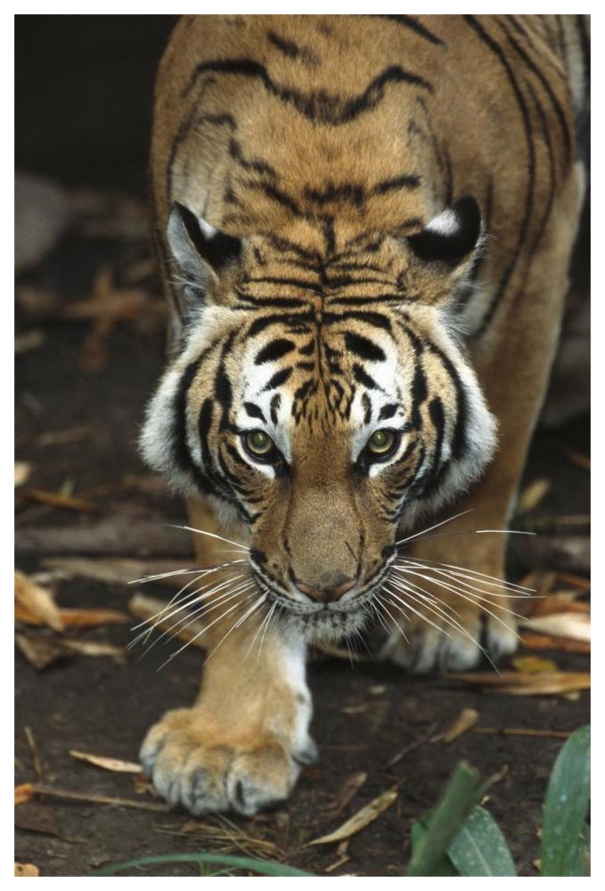 Bengal Tiger approaching, native to India-Paper Art-42"x62"