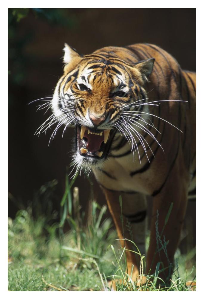 Bengal Tiger snarling, native to India-Paper Art-14"x20"