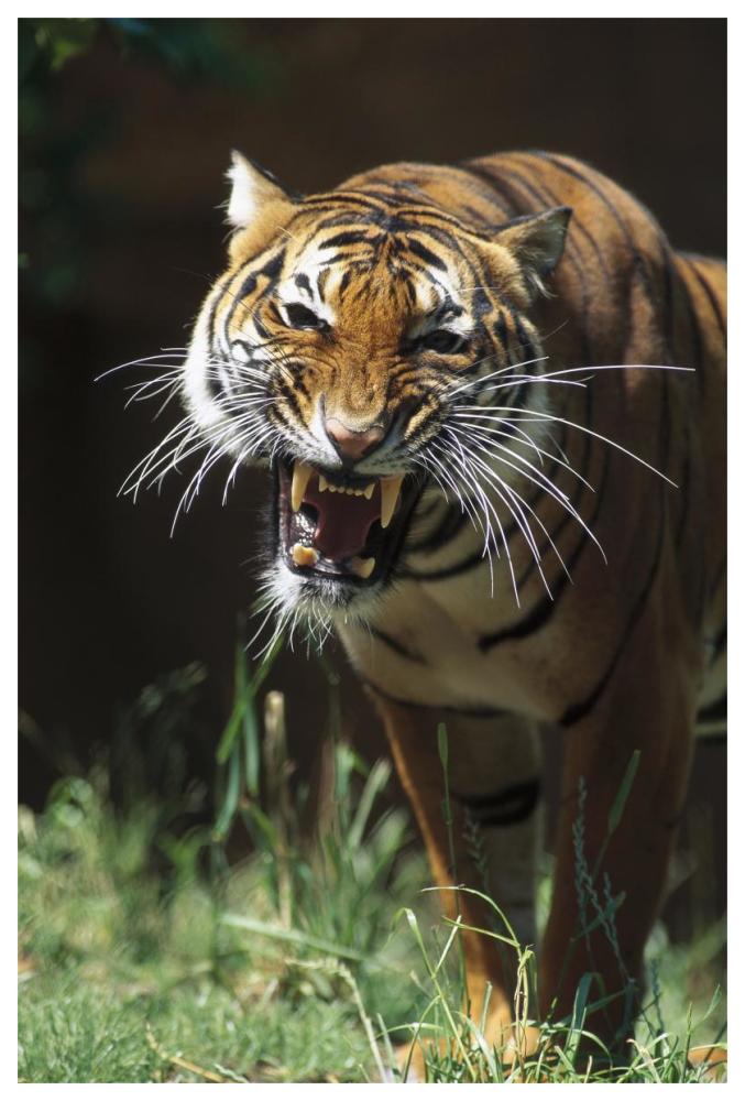 Bengal Tiger snarling, native to India-Paper Art-42"x62"