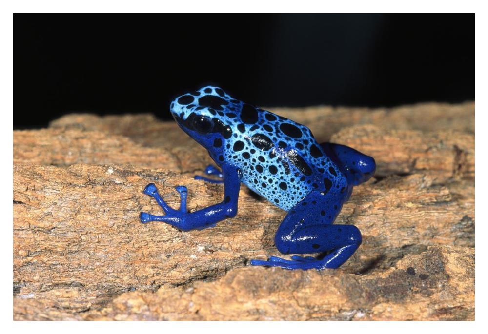 Blue Poison Dart Frog, very tiny poisonous frog, native to South America-Paper Art-38"x26"