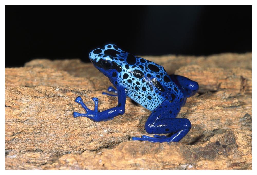Blue Poison Dart Frog, very tiny poisonous frog, native to South America-Paper Art-50"x34"
