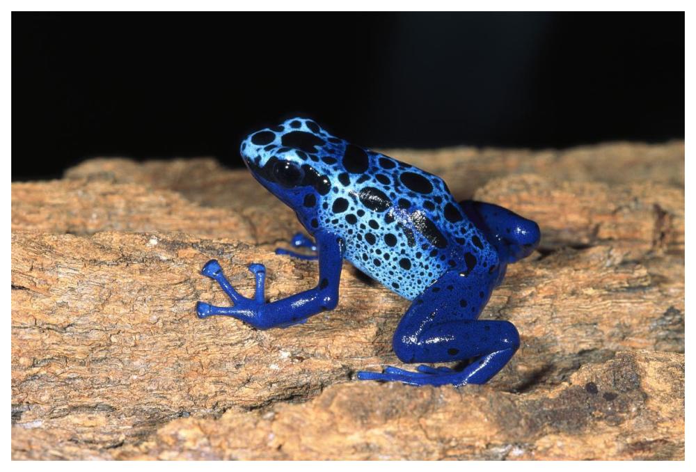 Blue Poison Dart Frog, very tiny poisonous frog, native to South America-Paper Art-62"x42"