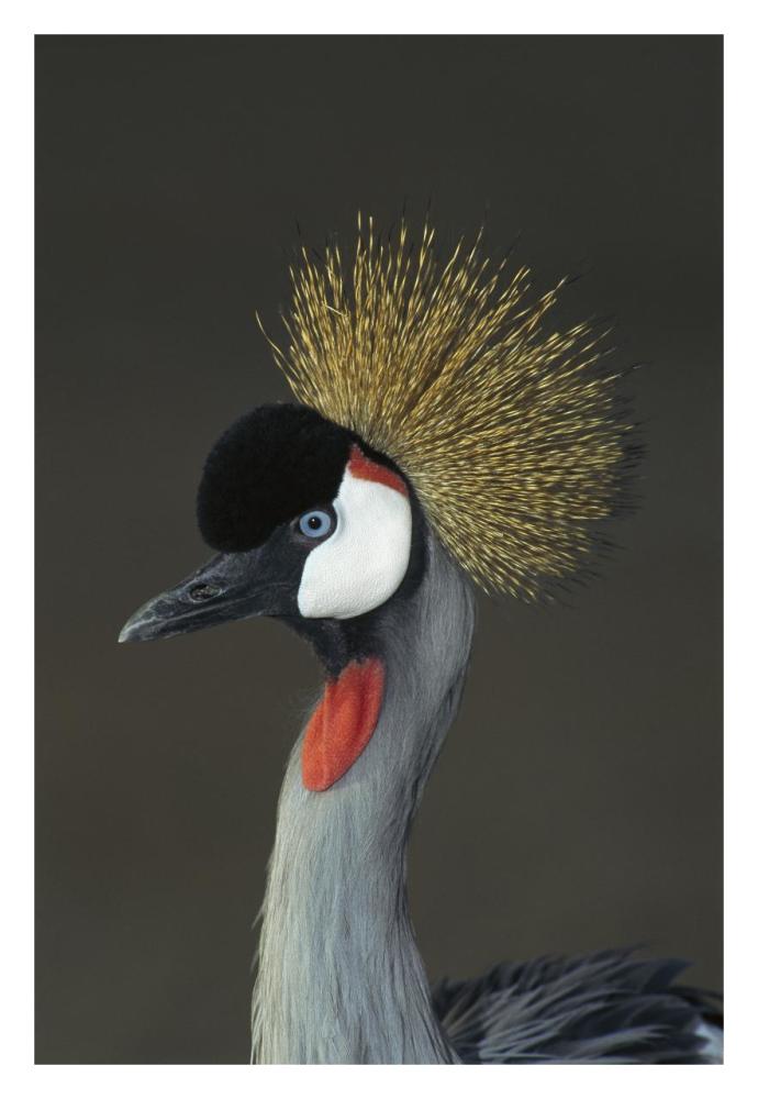 Grey Crowned Crane portrait, native to Africa-Paper Art-22"x32"