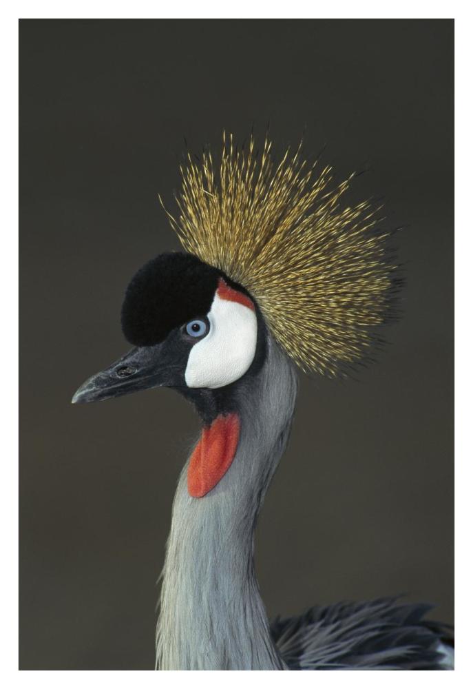 Grey Crowned Crane portrait, native to Africa-Paper Art-26"x38"