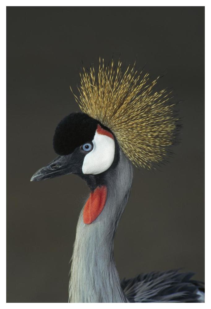 Grey Crowned Crane portrait, native to Africa-Paper Art-34"x50"