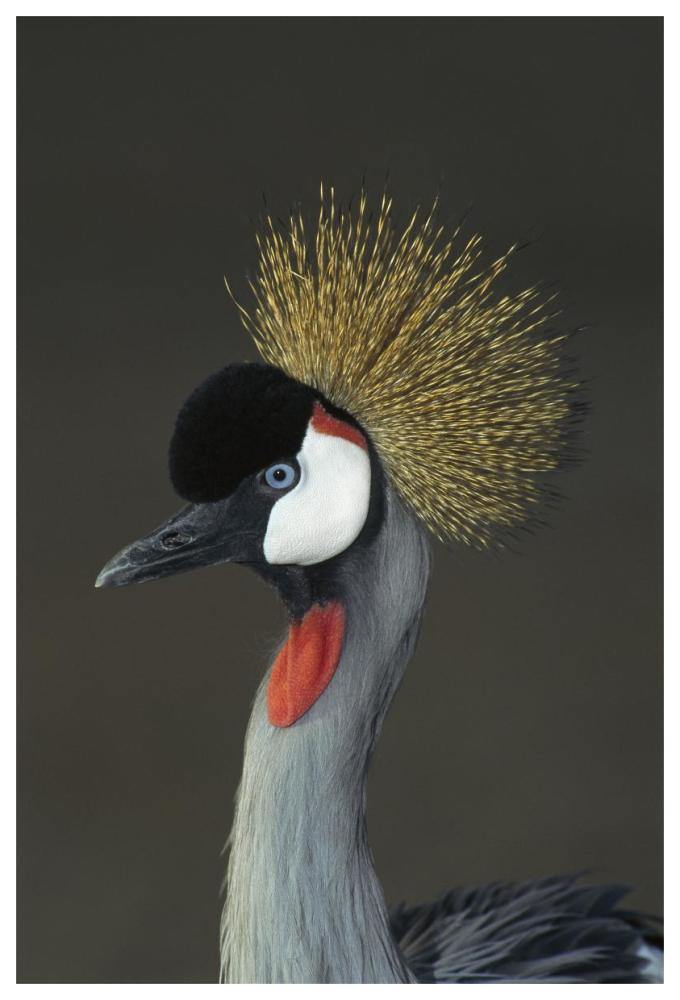 Grey Crowned Crane portrait, native to Africa-Paper Art-42"x62"