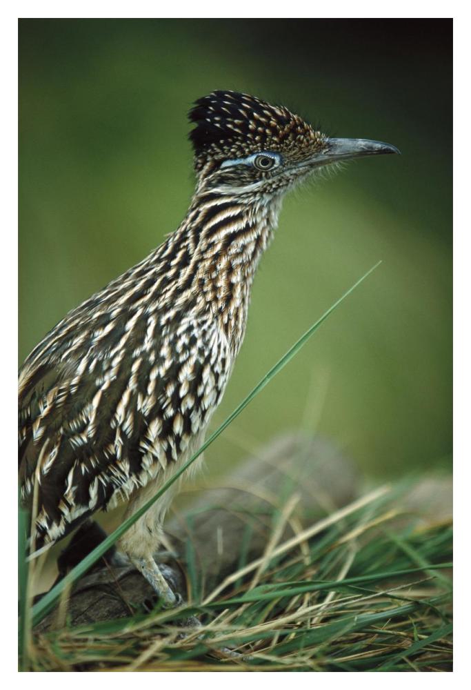 Greater Roadrunner portrait, native to arid southern United States-Paper Art-14"x20"