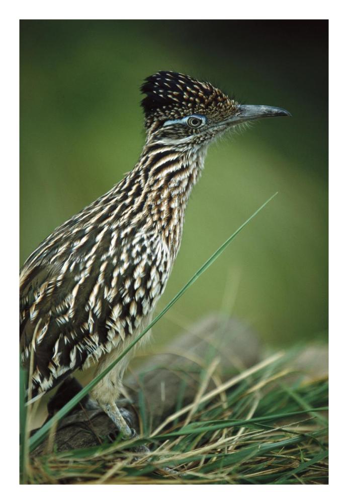 Greater Roadrunner portrait, native to arid southern United States-Paper Art-18"x26"