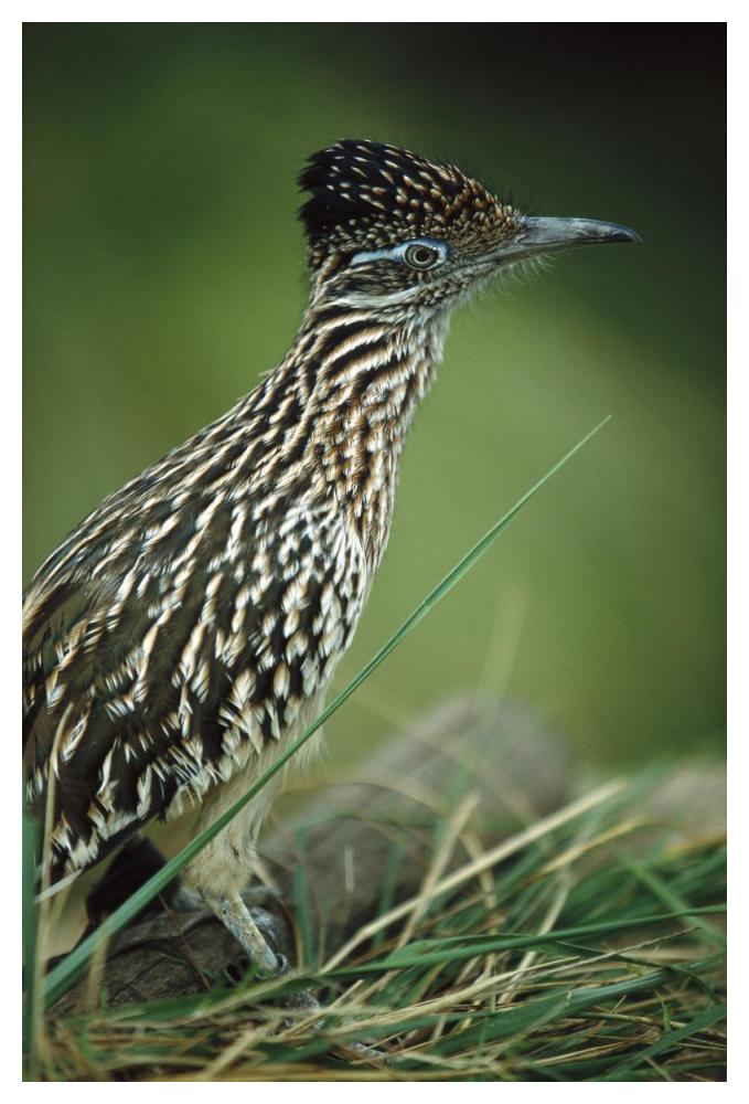 Greater Roadrunner portrait, native to arid southern United States-Paper Art-34"x50"