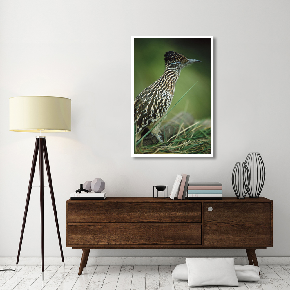 Greater Roadrunner portrait, native to arid southern United States-Paper Art-34&quotx50"