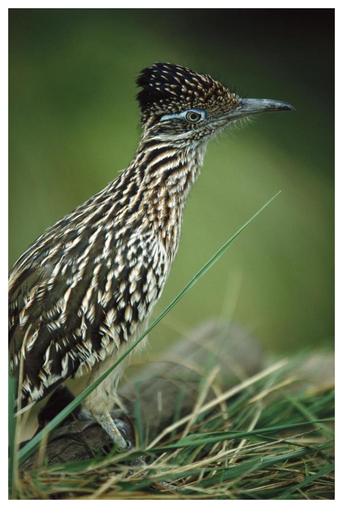 Greater Roadrunner portrait, native to arid southern United States-Paper Art-42"x62"
