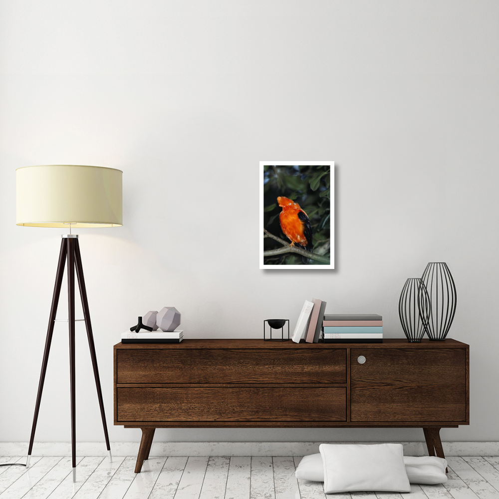 Andean Cock-of-the-rock portrait, native to South America-Paper Art-18&quotx26"